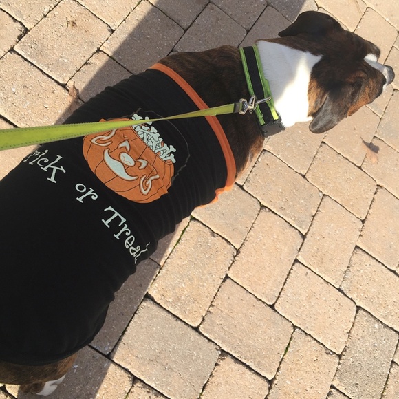 Halloween Trick or Treat Dog Pet T-Shirt Size XXL - Picture 8 of 8